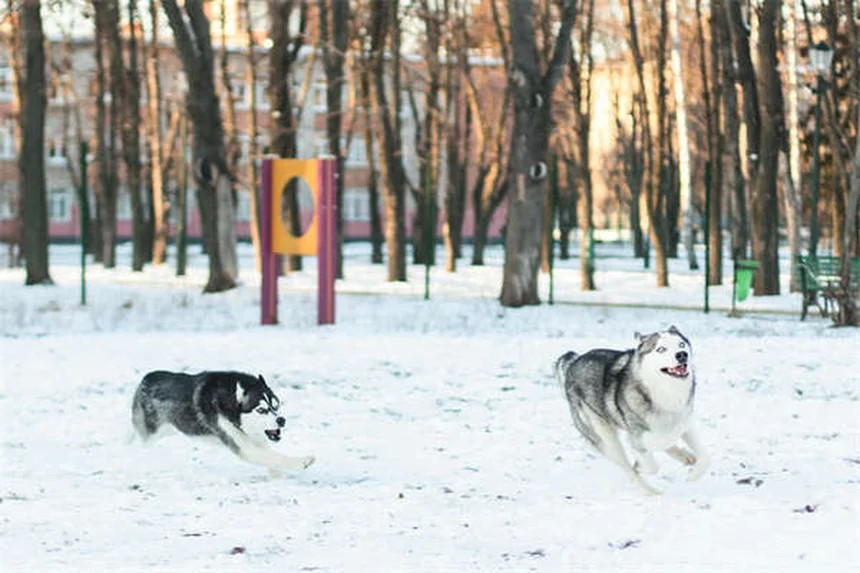 고양이 새끼 쇠약 증후군 증상과 대처법 총정리