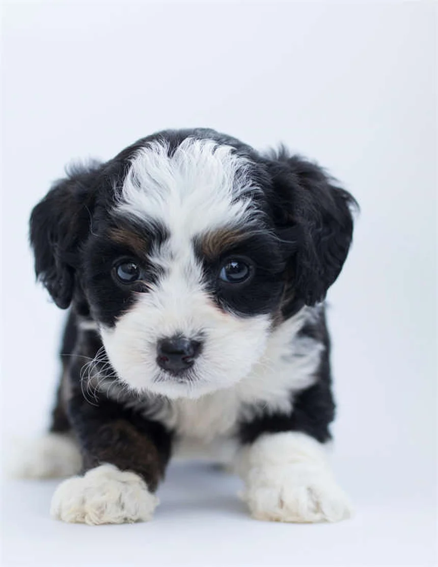 고양이 새끼 쇠약 증후군 증상과 대처법 총정리