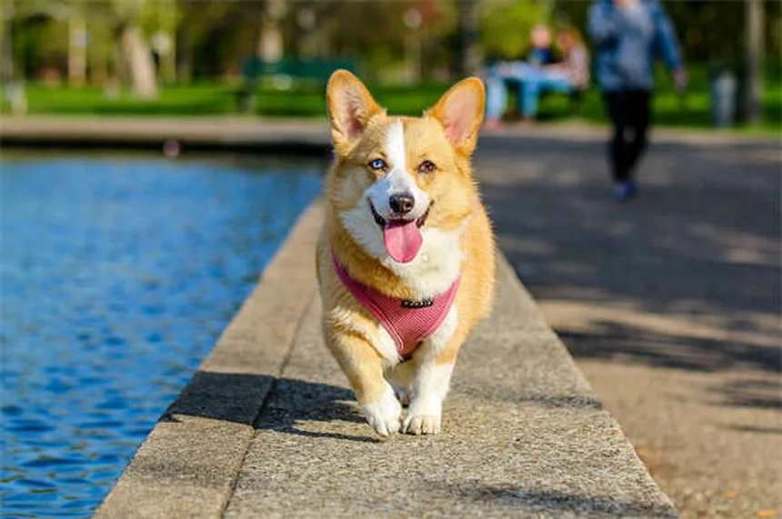 고양이 소개 꿀팁: 스트레스 없이 새 친구와 잘 지내는 방법