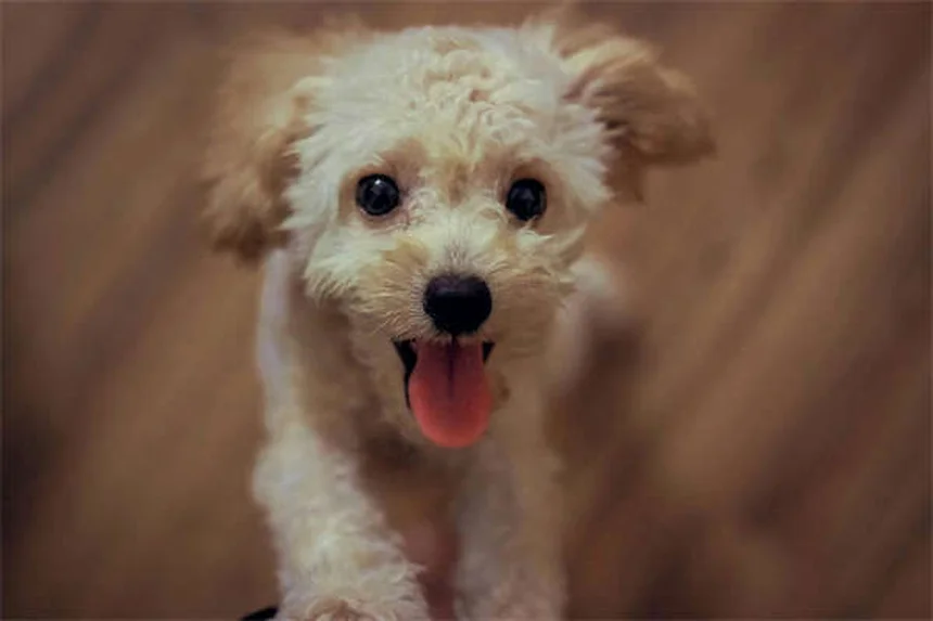 고양이 진드기 제거와 예방법, 이렇게 하세요!