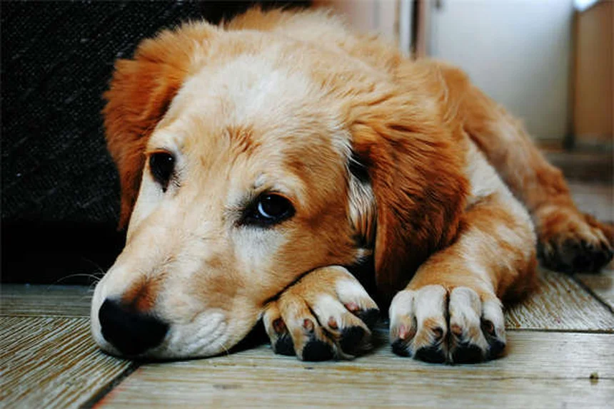 고양이 진드기 제거와 예방법, 이렇게 하세요!