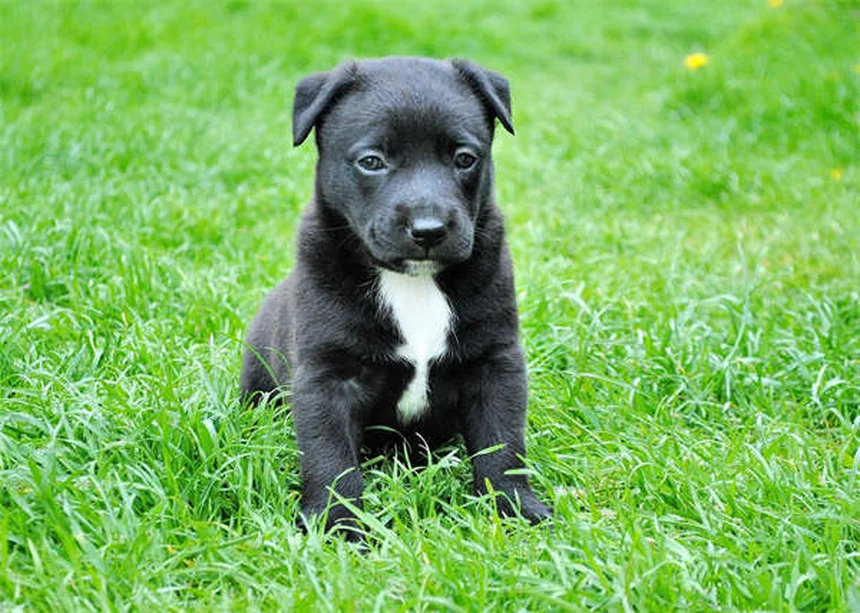 고양이 혹 발견 시 꼭 알아야 할 3가지 핵심 정보