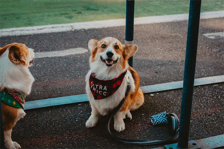 고양이 혹 발견 시 꼭 알아야 할 3가지 핵심 정보