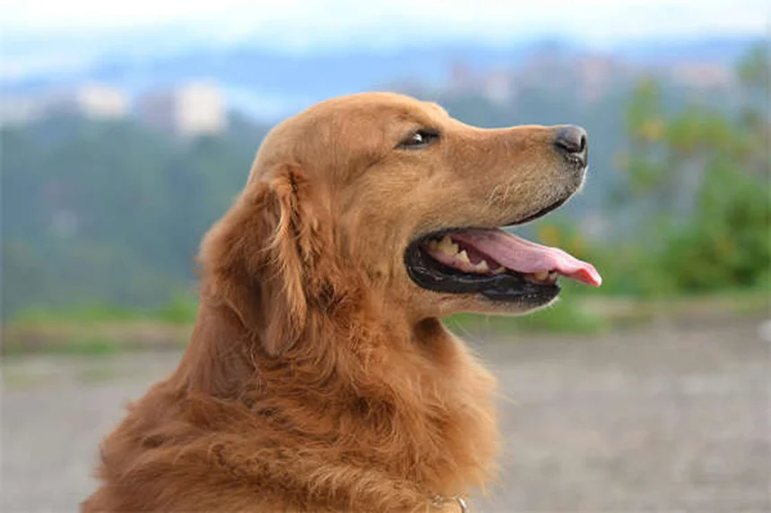 고양이 혹 발견 시 꼭 알아야 할 3가지 핵심 정보