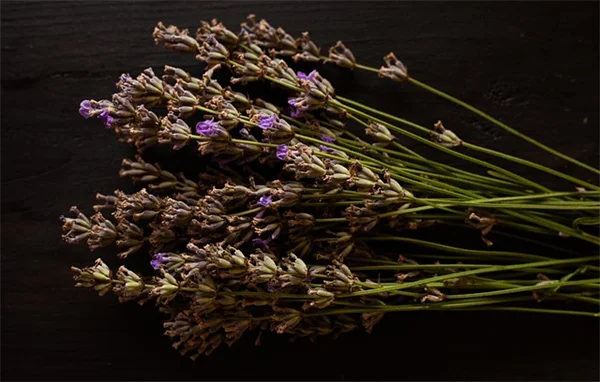 강아지 수면 자세 6가지로 보는 우리 아이 마음 알아보기