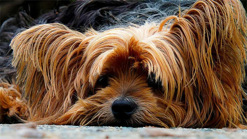 고양이 심장사상충증, 정말 위험한가요? 5가지 필수 정보