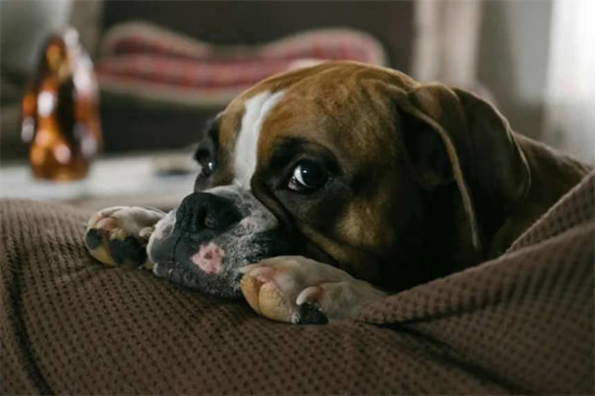 5 Natural Flea Control Methods That Actually Work for Pets