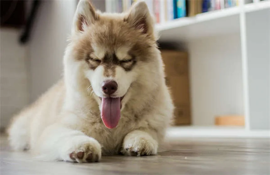 5 Natural Flea Control Methods That Actually Work for Pets
