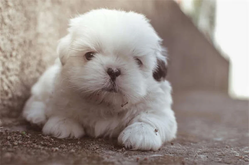 5 Natural Flea Control Methods That Actually Work for Pets