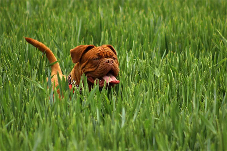 5 Safest Flea Treatments for Cats (Vet-Approved Options)
