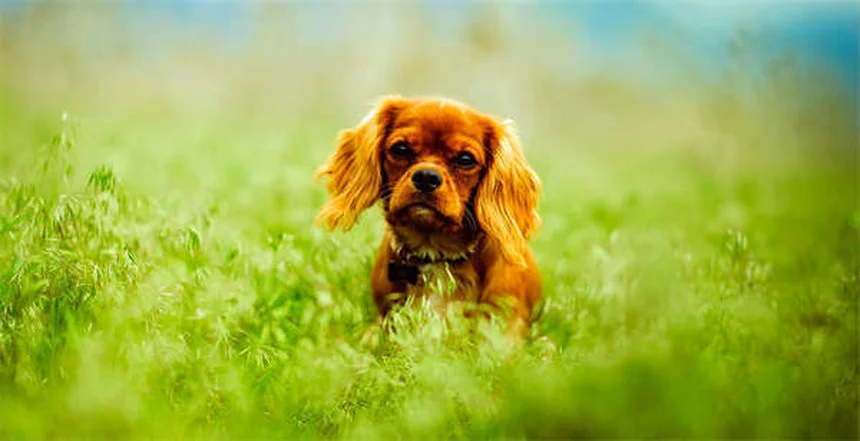 Wood Tick Prevention: 5 Essential Tips to Protect Your Pet