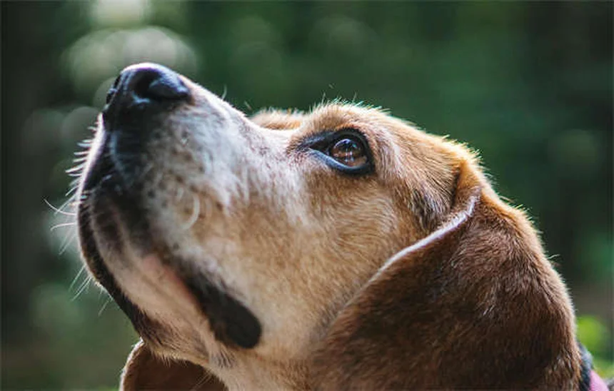 5 Warning Signs Your Cat Has a Tick-Borne Disease