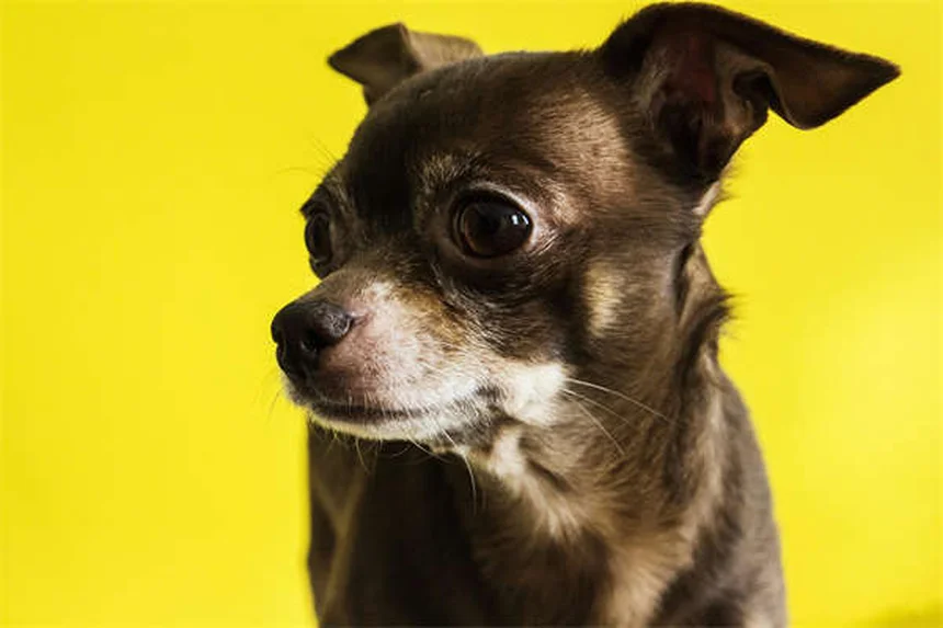 Flea Collars for Dogs & Cats: How They Work & Are They Safe?
