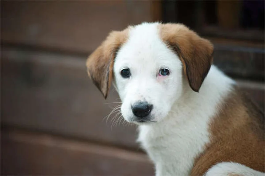 Best Flea and Tick Prevention for Cats and Dogs: Top Solutions That Work
