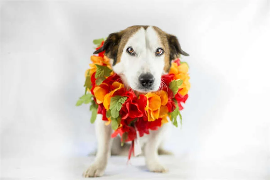 Best Flea and Tick Prevention for Cats and Dogs: Top Solutions That Work