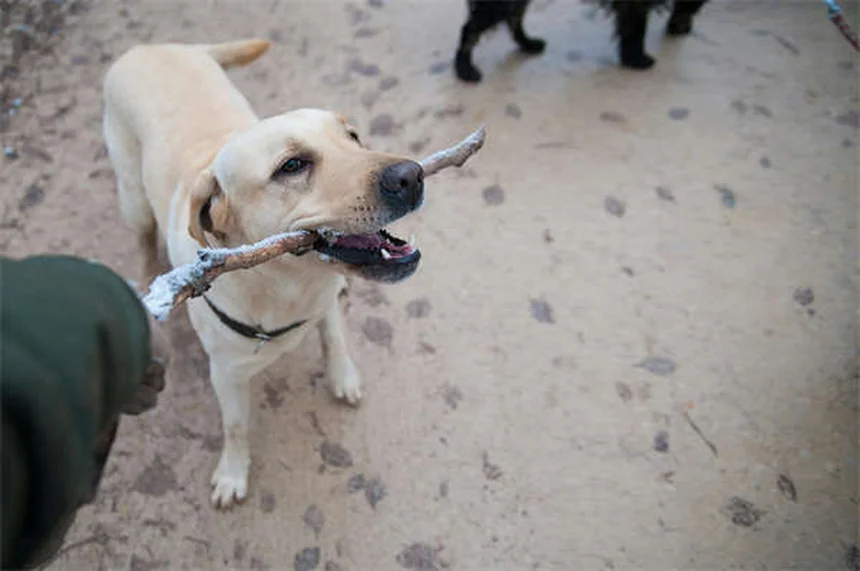 11 Dangerous Flea & Tick Home Remedies That Don't Work