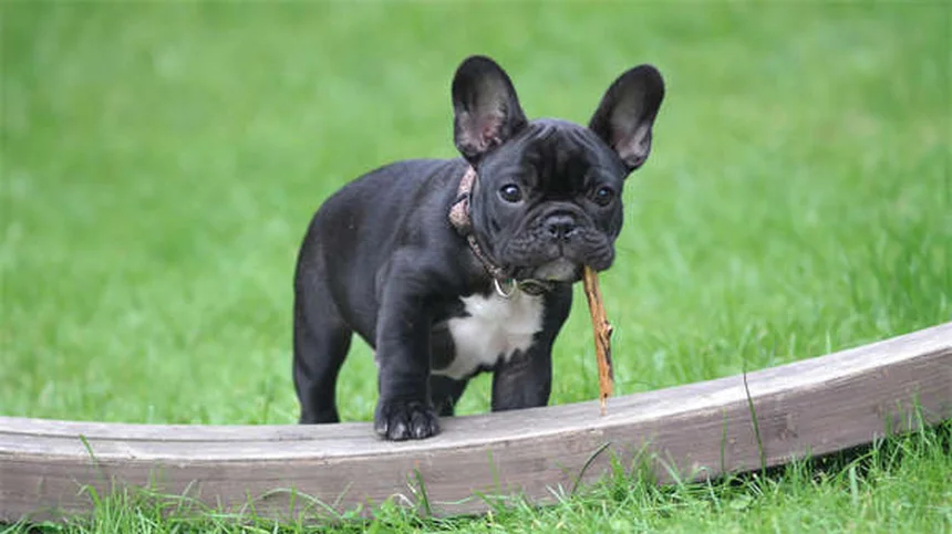 How to Check for Ticks on Dogs: 5 Simple Steps to Protect Your Pet