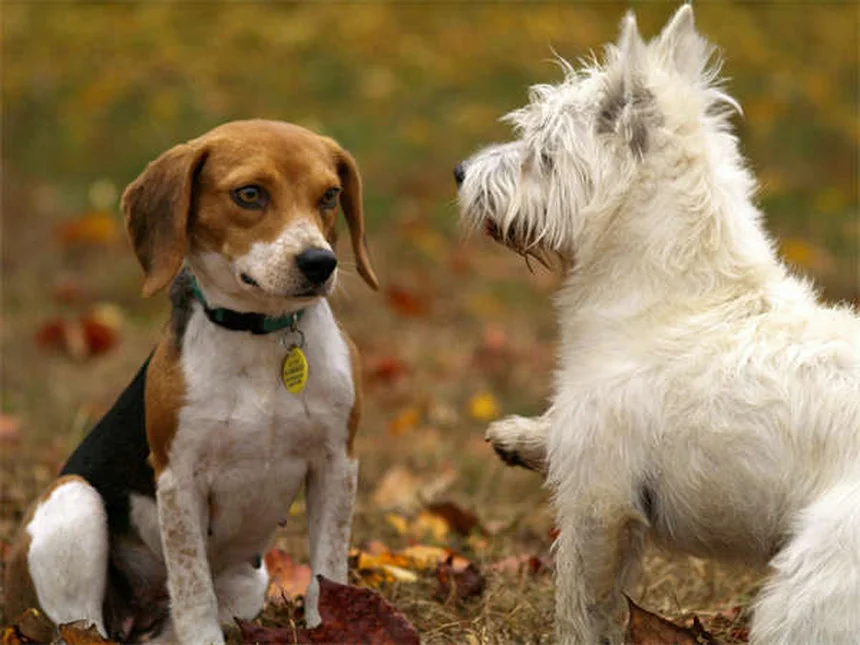 How to Check for Ticks on Dogs: 5 Simple Steps to Protect Your Pet