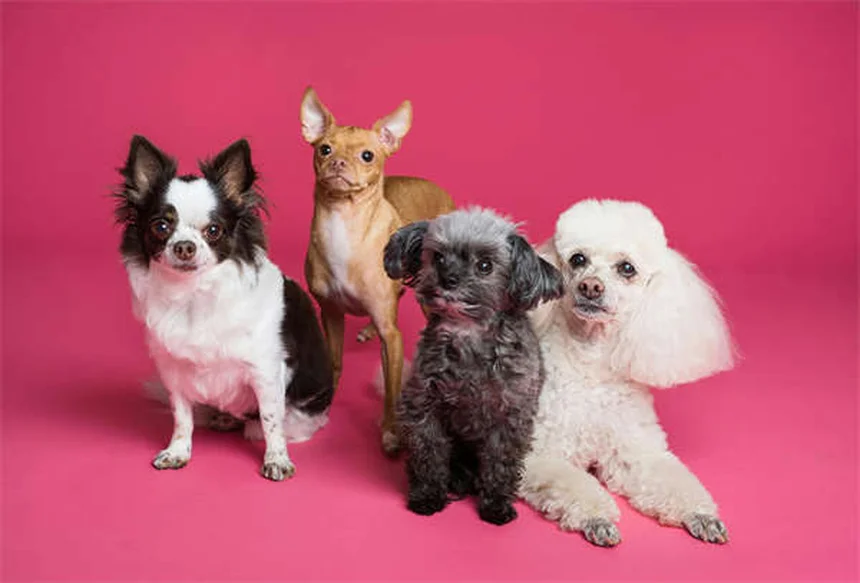 How to Check for Ticks on Dogs: 5 Simple Steps to Protect Your Pet