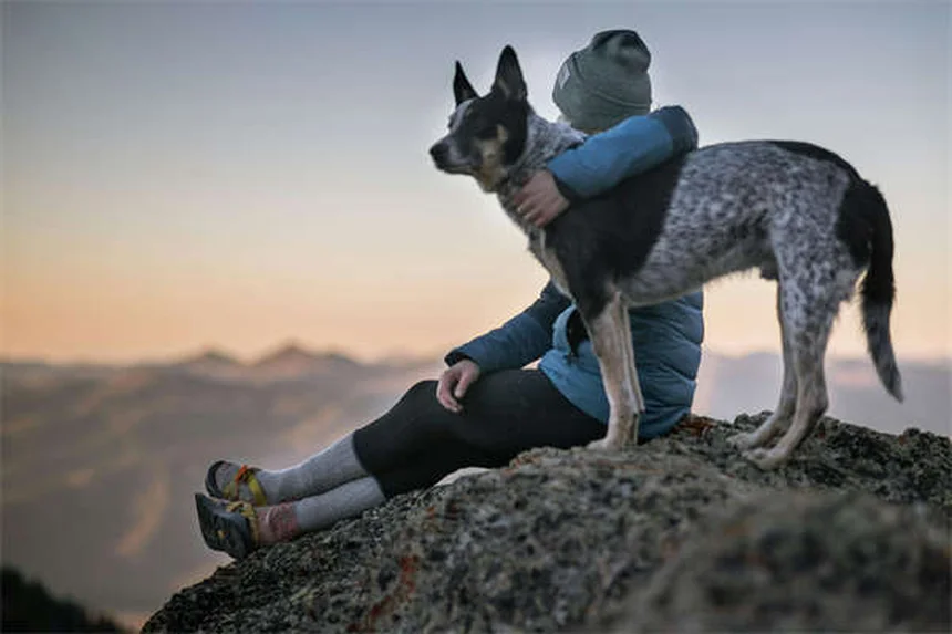 How to Check for Ticks on Dogs: 5 Simple Steps to Protect Your Pet