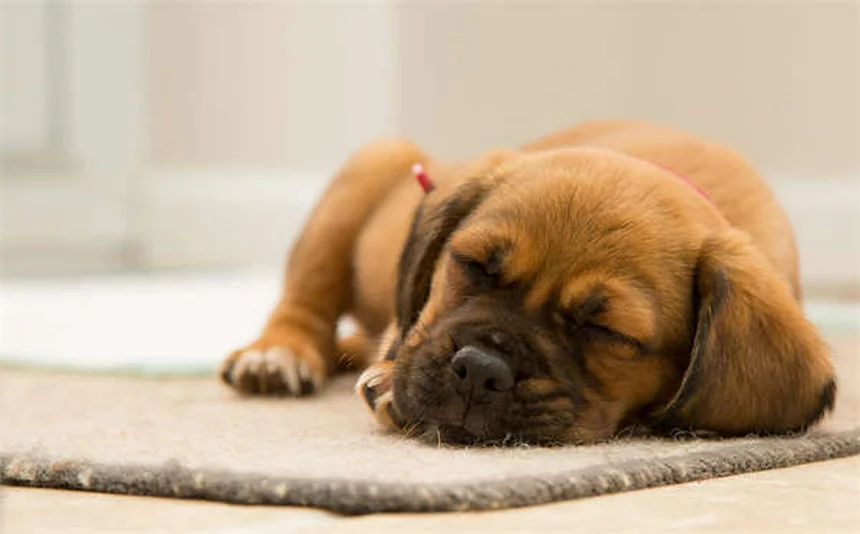 5 Shocking Flea Facts Every Pet Owner Must Know