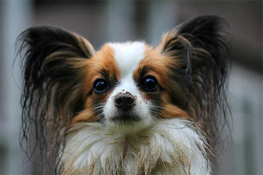 5 Shocking Flea Facts Every Pet Owner Must Know