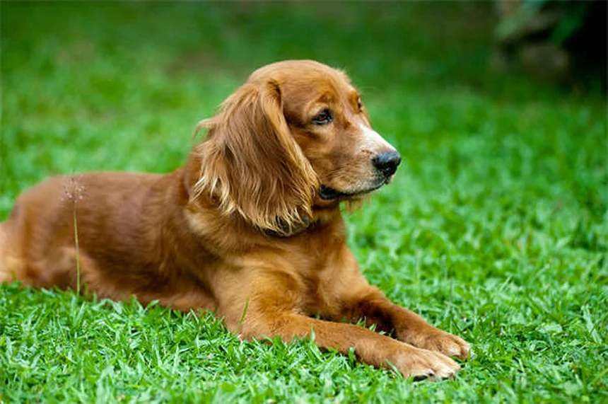 5 Shocking Flea Facts Every Pet Owner Must Know